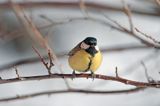 sikora bogatka Parus major