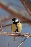 sikora bogatka Parus major