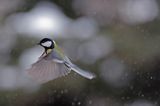 sikora bogatka Parus major