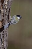 sikora bogatka Parus major