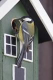 sikora bogatka, Parus major, przy budce