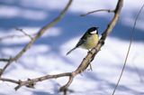 Sikora Bogatka parus major