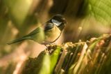 Impresja, sikora bogatka Parus major