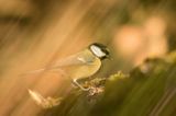 Impresja, sikora bogatka Parus major