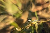 Impresja, sikora bogatka Parus major