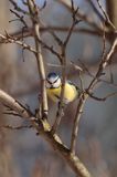 sikora modra, modraszka parus