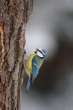 sikora modra, modraszka parus caeruleus