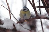 sikora modra, modraszka parus caeruleus