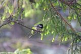 sikora sosnówka Parus ater