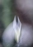 zimowy kwiat - ogon sikory bogatki Parus major