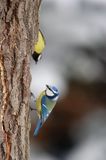 sikora modra, modraszka parus caeruleus i sikora bogatka parus major