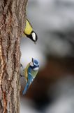 sikora modra, modraszka parus caeruleus i sikora bogatka parus major