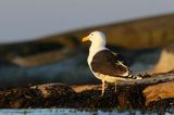 Mewa siodłata, Larus marinus