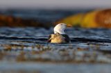 Mewa siodłata, Larus marinus