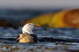 Mewa siodłata, Larus marinus