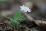 siódmaczek leśny Trientalis europaea