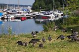 Skoeyen, Bygdoy Allé Batforening Marina, Oslo, Południowa Norwegia, Bernikla białolica, Branta leucopsis