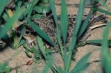 schowane wśród traw podrośnięte pisklę skowronka - młody skowronek, Alauda arvensis