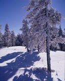 Beskid Śląski, Skrzyczne