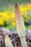 kłos zarodnionośny, skrzyp olbrzymi, Equisetum telmateia, maximum