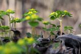 Śledziennica skrętolistna, Chrysosplenium alternifolium