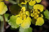 Śledziennica skrętolistna, Chrysosplenium alternifolium