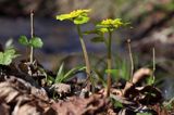 Śledziennica skrętolistna, Chrysosplenium alternifolium