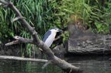 Ślepowron, Nycticorax nycticorax, rzeka Wisła, szlak wodny Wisły, okolice Smolic i Mętowa