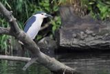 Ślepowron, Nycticorax nycticorax, rzeka Wisła, szlak wodny Wisły, okolice Smolic i Mętowa