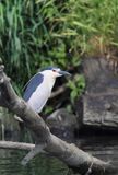 Ślepowron, Nycticorax nycticorax, rzeka Wisła, szlak wodny Wisły, okolice Smolic i Mętowa