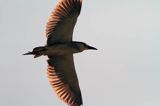 Ślepowron, Nycticorax nycticorax, rzeka Wisła, szlak wodny Wisły, okolice Smolic i Mętowa