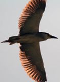 Ślepowron, Nycticorax nycticorax, rzeka Wisła, szlak wodny Wisły, okolice Smolic i Mętowa