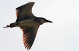 Ślepowron, Nycticorax nycticorax, rzeka Wisła, szlak wodny Wisły, okolice Smolic i Mętowa