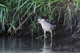 Ślepowron, Nycticorax nycticorax, rzeka Wisła, szlak wodny Wisły, okolice Smolic i Mętowa