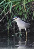 Ślepowron, Nycticorax nycticorax, rzeka Wisła, szlak wodny Wisły, okolice Smolic i Mętowa