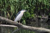 Ślepowron, Nycticorax nycticorax, rzeka Wisła, szlak wodny Wisły, okolice Smolic i Mętowa