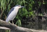 Ślepowron, Nycticorax nycticorax, rzeka Wisła, szlak wodny Wisły, okolice Smolic i Mętowa