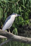 Ślepowron, Nycticorax nycticorax, rzeka Wisła, szlak wodny Wisły, okolice Smolic i Mętowa