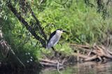 Ślepowron, Nycticorax nycticorax, rzeka Wisła, szlak wodny Wisły, okolice Smolic i Mętowa