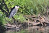 Ślepowron, Nycticorax nycticorax, rzeka Wisła, szlak wodny Wisły, okolice Smolic i Mętowa