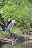 Ślepowron, Nycticorax nycticorax, rzeka Wisła, szlak wodny Wisły, okolice Smolic i Mętowa