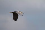 Ślepowron, Nycticorax nycticorax, rzeka Wisła, szlak wodny Wisły, okolice Smolic i Mętowa