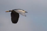 Ślepowron, Nycticorax nycticorax, rzeka Wisła, szlak wodny Wisły, okolice Smolic i Mętowa