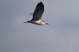 Ślepowron, Nycticorax nycticorax, rzeka Wisła, szlak wodny Wisły, okolice Smolic i Mętowa