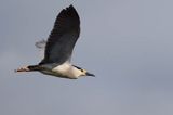 Ślepowron, Nycticorax nycticorax, rzeka Wisła, szlak wodny Wisły, okolice Smolic i Mętowa