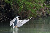 Ślepowron, Nycticorax nycticorax