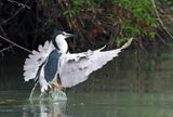 Ślepowron, Nycticorax nycticorax