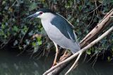 Ślepowron, Nycticorax nycticorax