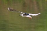 Ślepowron, Nycticorax nycticorax