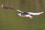 Ślepowron, Nycticorax nycticorax